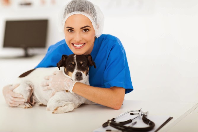 Michigan Veterinary Business Steadily Growing in First Few Months